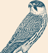 Falkenkopf