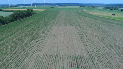 Junges Lerchenfenster