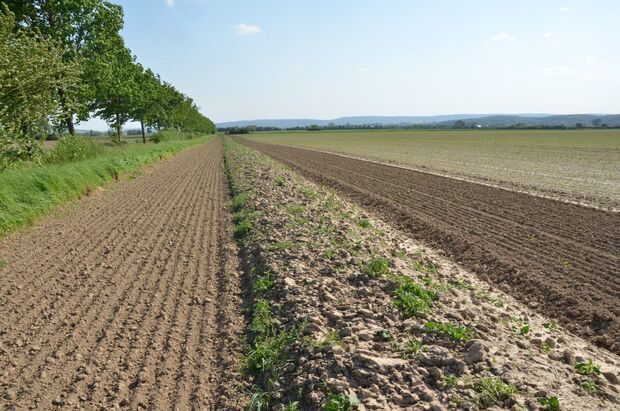 Frisch angelegter Insektenwall 