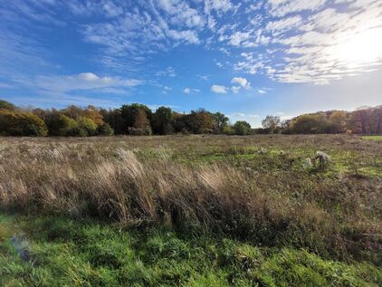 Mehrjährige Blühfläche 