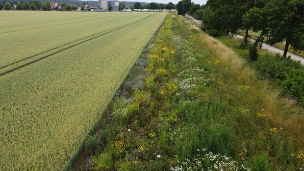 Insektenwall im zweiten Jahr 