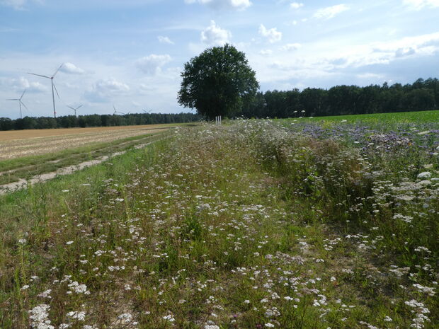 Wegrand 1 Jahr nach dem Abtragen des Oberbodens 