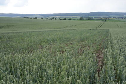 Strukturiertes Lerchenfenster 