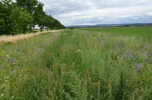 Insektenwall im ersten Jahr 